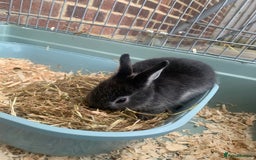 Netherland Dwarf rabbits for sale: Bunnies Netherland Dwarf Rabbits - Image 19