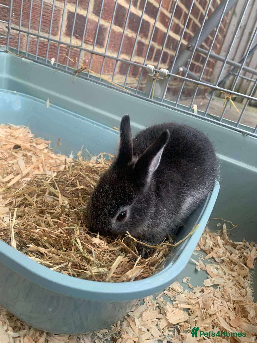 Netherland Dwarf rabbits for sale: Bunnies Netherland Dwarf Rabbits - Image 19