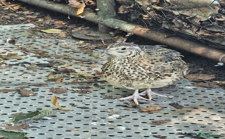 Quail poultry - Advert 8