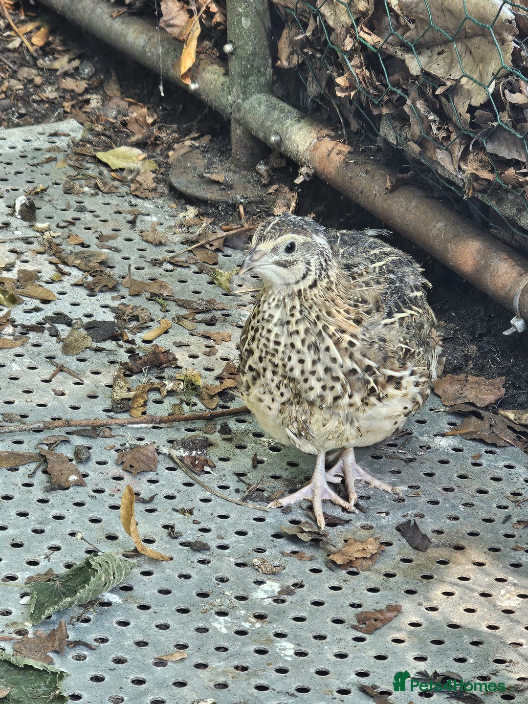 Quail poultry for sale: 🐣 Quail Chicks for Sale – £5 Each! 🐣 - Image 1