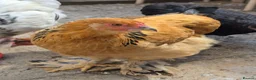 Chickens poultry for sale: Socialized Flock Needs a New Coop! in High Wycombe - Advert 3