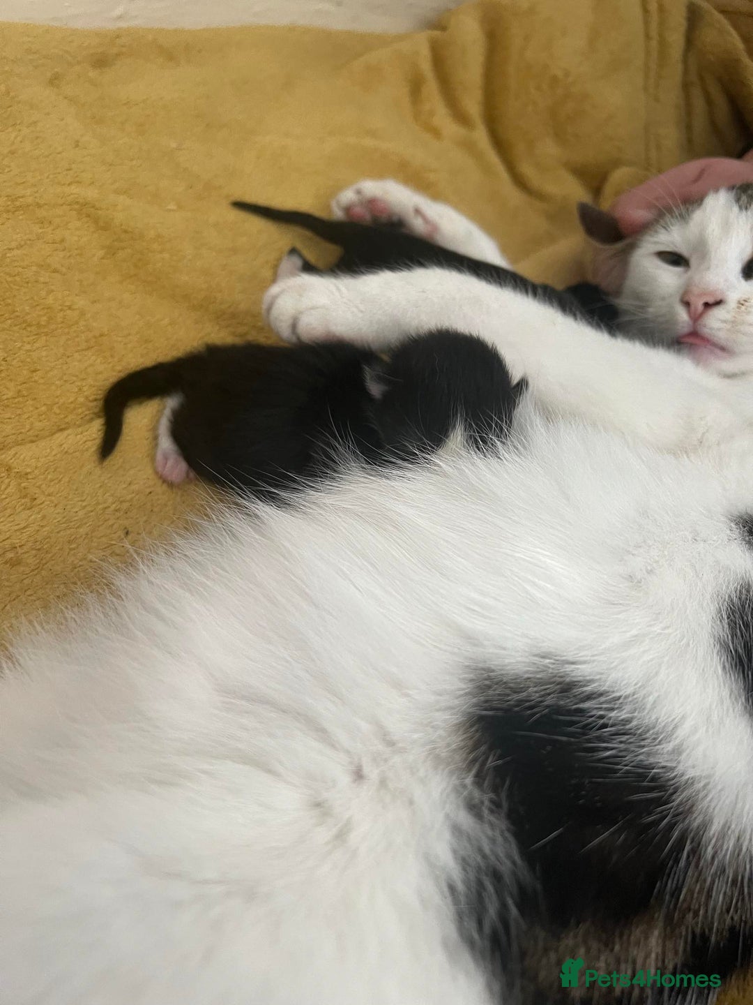 Mixed Breed cats for sale: Female kitten looking for home  - Advert 4