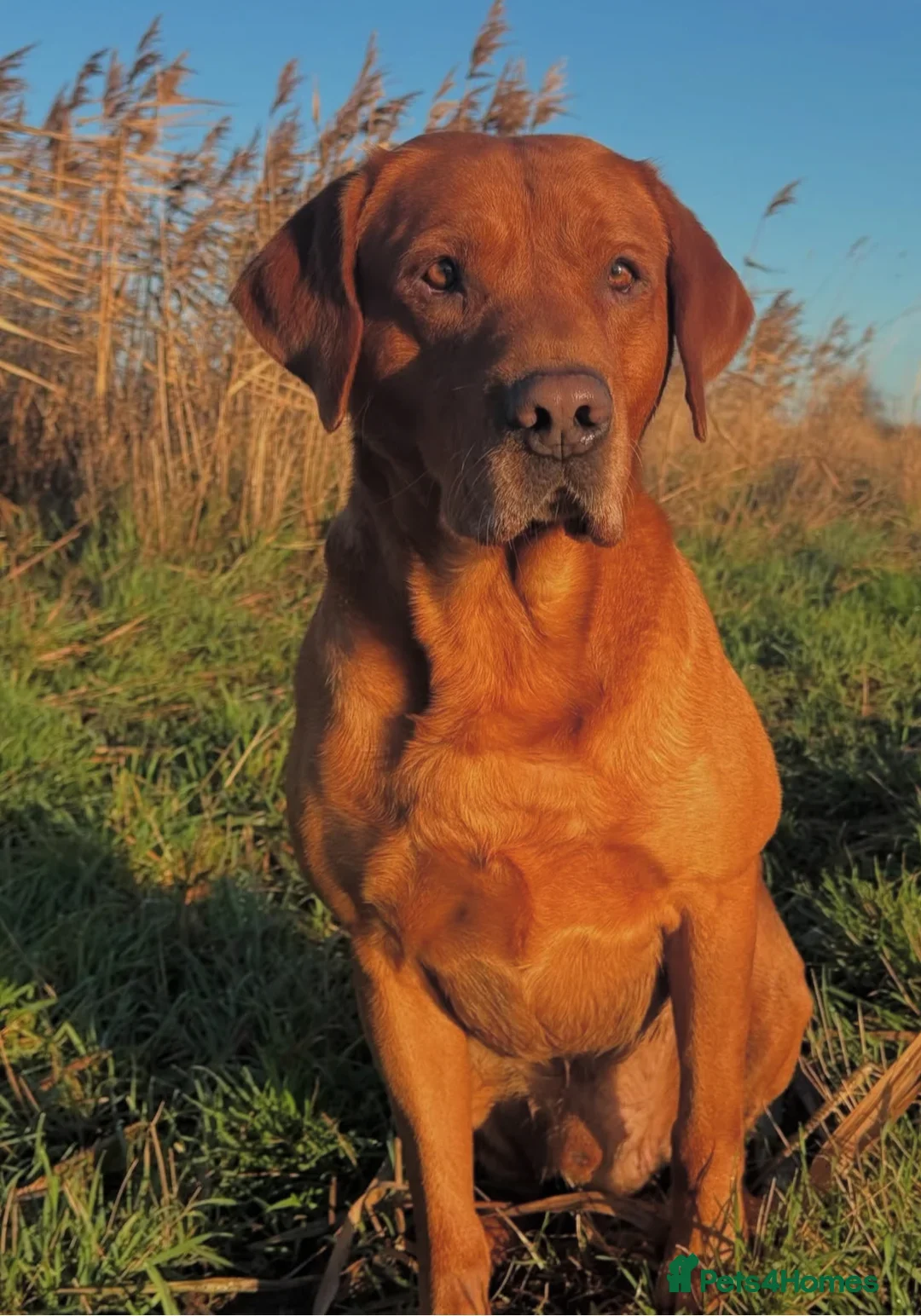 Labrador Retriever dogs for sale: Exceptional KC Reg Labradors – Black & Fox Red - Image 7