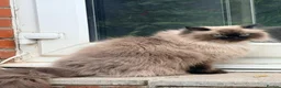 Mixed Breed cats for sale: Sweet Ragdoll x Persian Chinchilla mix cat - Advert 2