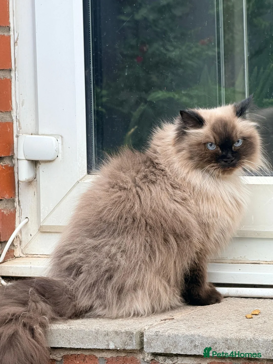 Mixed Breed cats for sale: Sweet Ragdoll x Persian Chinchilla mix cat - Advert 2