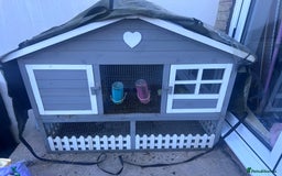Guinea Pig rodents for sale: Two bonded male guinea pigs  - Image 3
