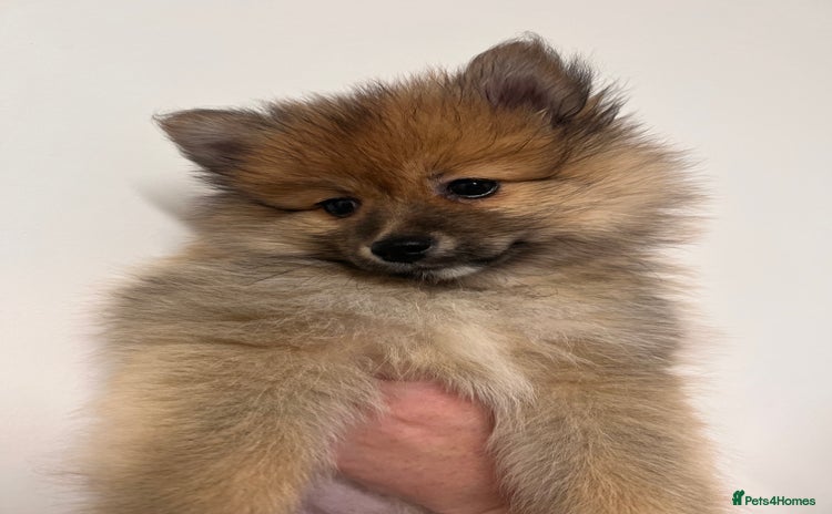 Pomeranian dogs LAST GIRL READY NOW Pomeranian puppies - Advert 1