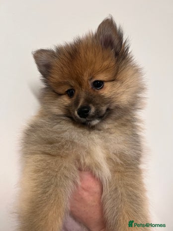 Pomeranian dogs LAST GIRL READY NOW Pomeranian puppies - Advert 1