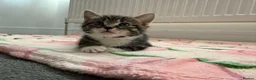 Mixed Breed cats for sale: 4 kittens boy and girl - Advert 7