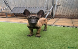 Belgian Shepherd Dog dogs for sale: Belgian malinois pups  - Image 10