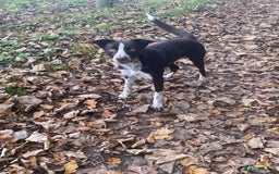 Border Collie dogs for sale: 7 border collie pups - Image 12