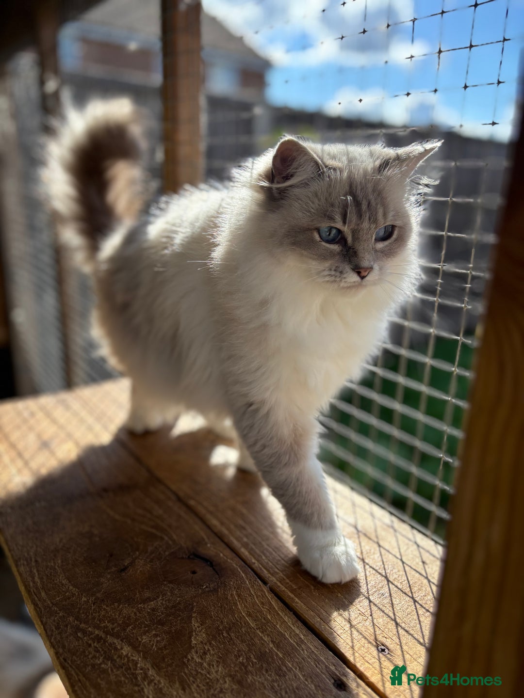 Ragdoll cats for sale: Available gccf registered tabby mitted girl  - Image 6