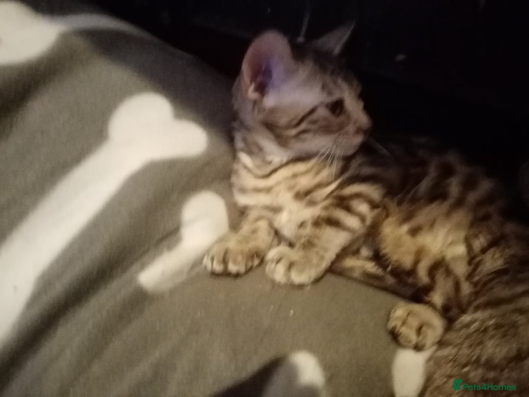 Mixed Breed cats for sale: Cute and Playful Kittens - Advert 9