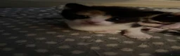 Mixed Breed cats for sale: Fluffy little kittens  - Advert 15