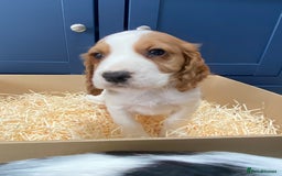 Cocker Spaniel dogs for sale: Cocker Spaniel puppies - Image 18