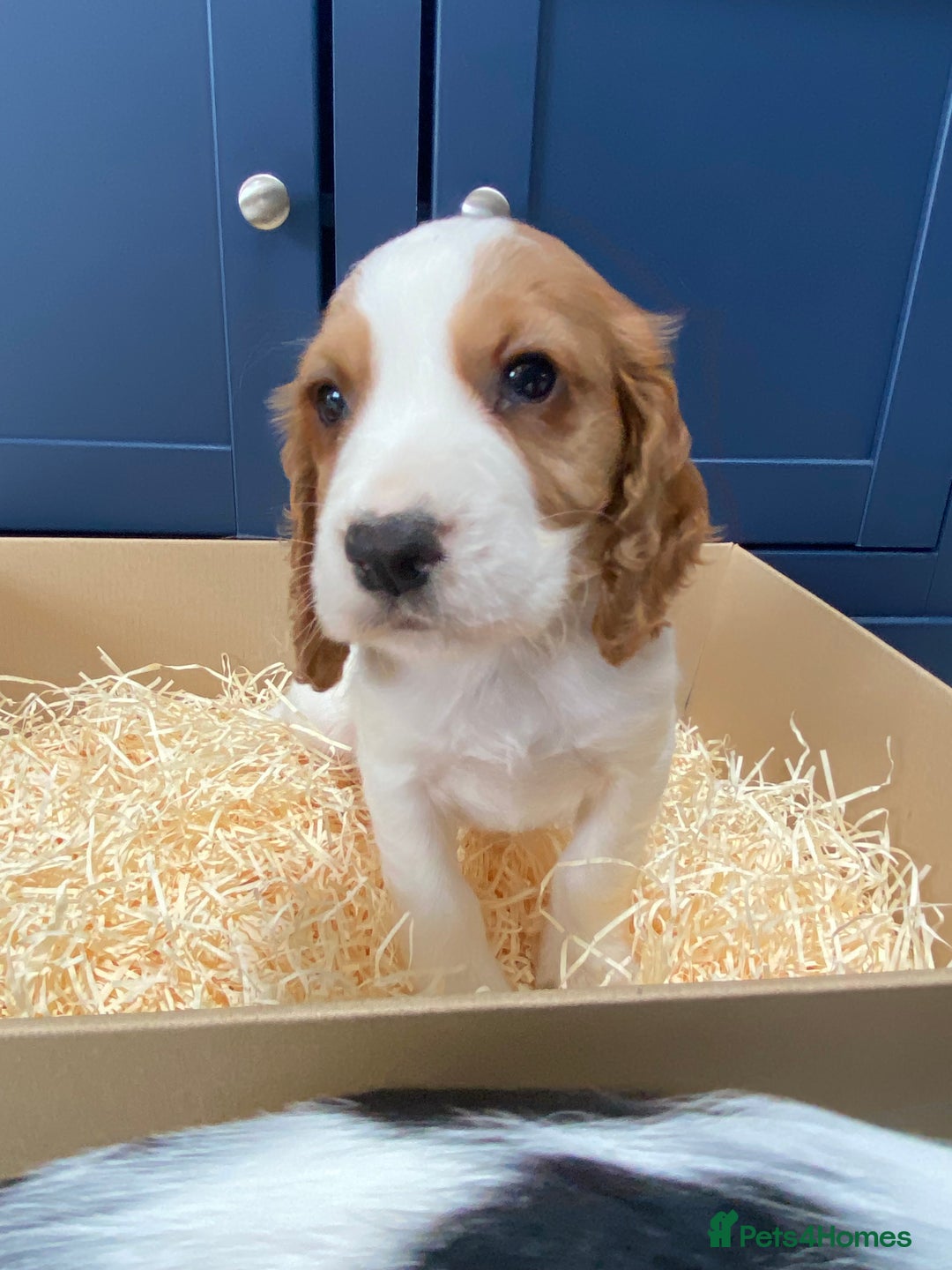 Cocker Spaniel dogs for sale: Cocker Spaniel puppies - Image 18