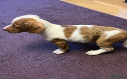 Dachshund dogs for sale: Very unusual sausage dogs - Image 3
