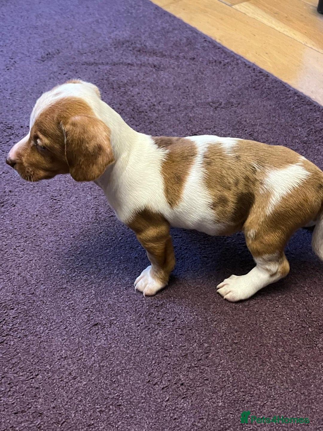 Dachshund dogs for sale: Very unusual sausage dogs - Image 3