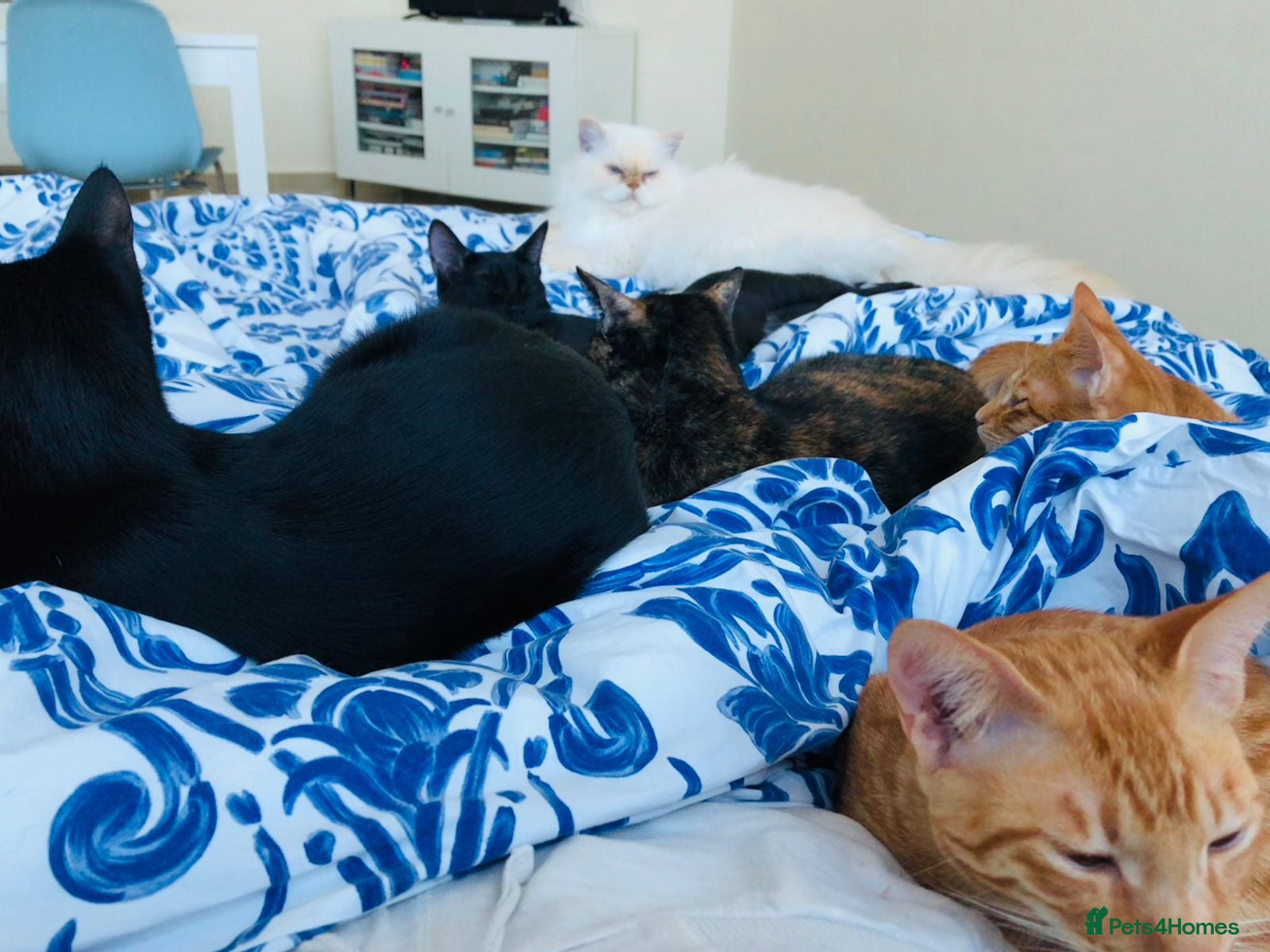 Mixed Breed cats ROXY ELLA HEALTHY CUDDLY SPAYED VACCINATED MICROCH - Advert 12