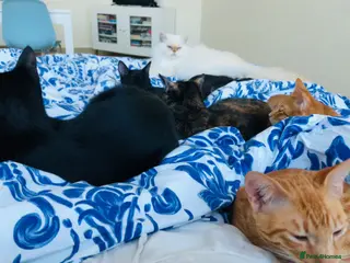 Mixed Breed cats ROXY ELLA HEALTHY CUDDLY SPAYED VACCINATED MICROCH - Advert 12