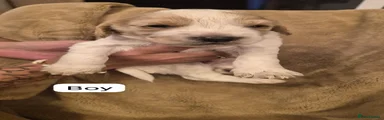 Sprocker 1