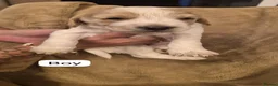 Sprocker dogs for sale: Adorable sprocker puppies  - Advert 2
