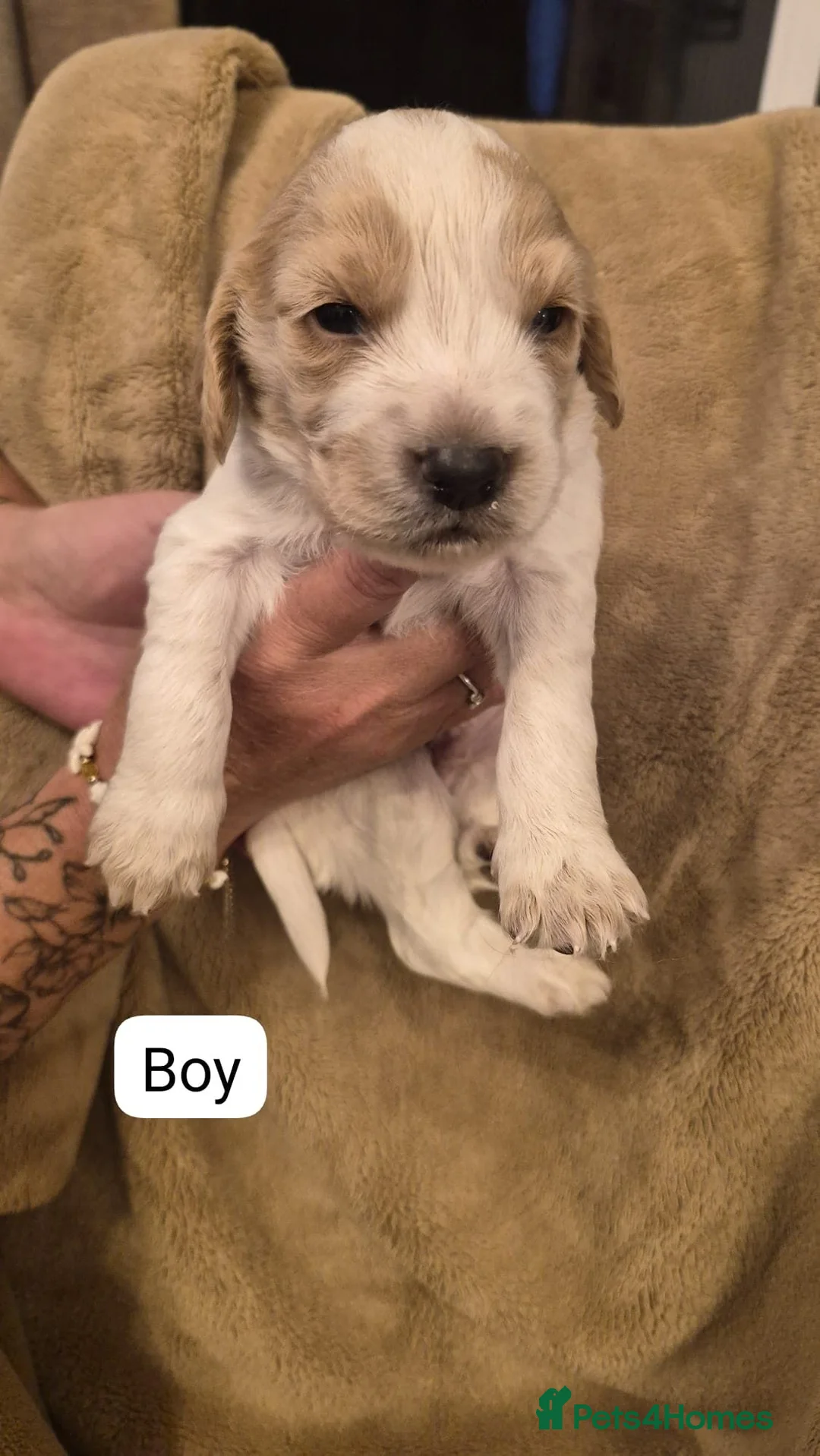 Sprocker dogs for sale: Adorable sprocker puppies  - Advert 2
