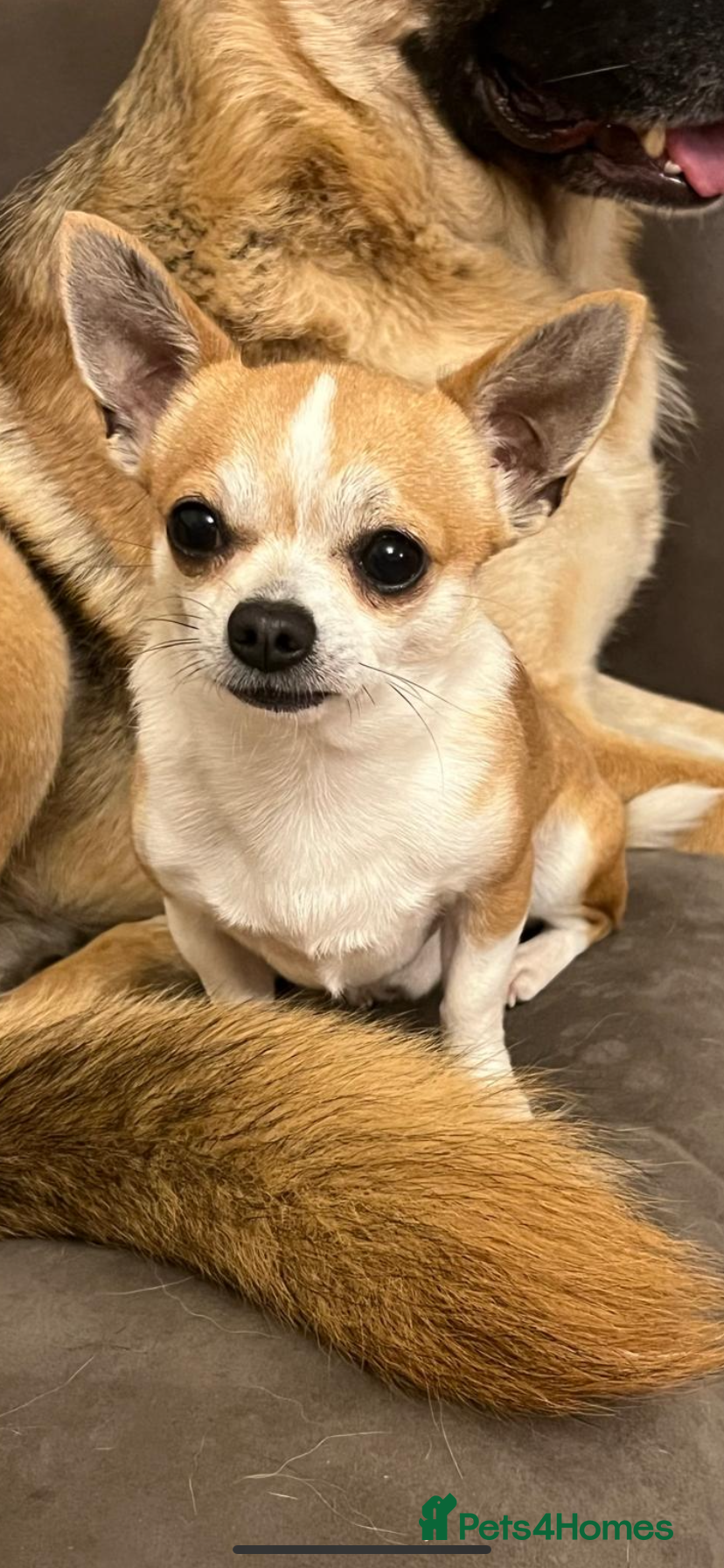 Chihuahua dogs Chihuahua smooth coat for stud - Advert 2