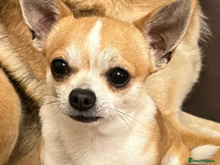 Chihuahua dogs - Advert 3