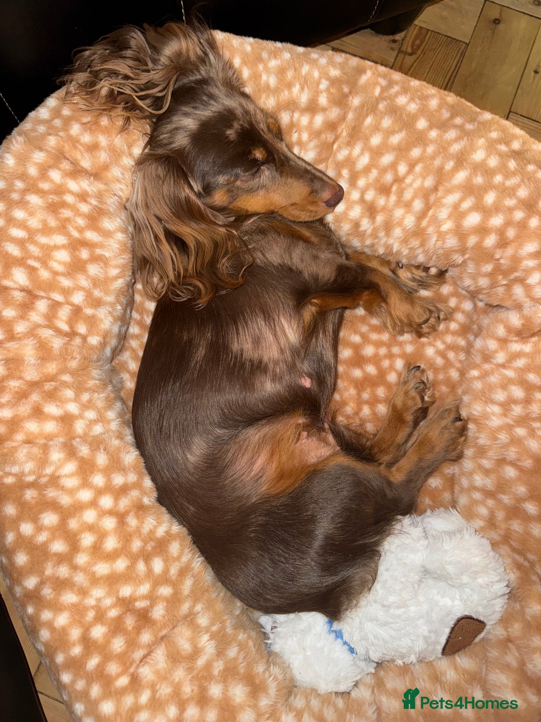 Miniature Dachshund dogs for sale: ‼️ READY NOW‼️ Miniature smooth hair dachshund - Advert 7