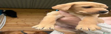 Labrador Retriever 3