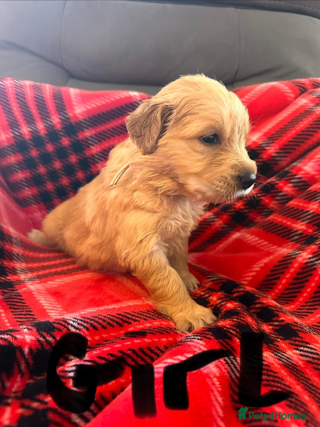 Golden Retriever dogs for sale: beautiful KC GR READY 23/12/25 - Advert 12