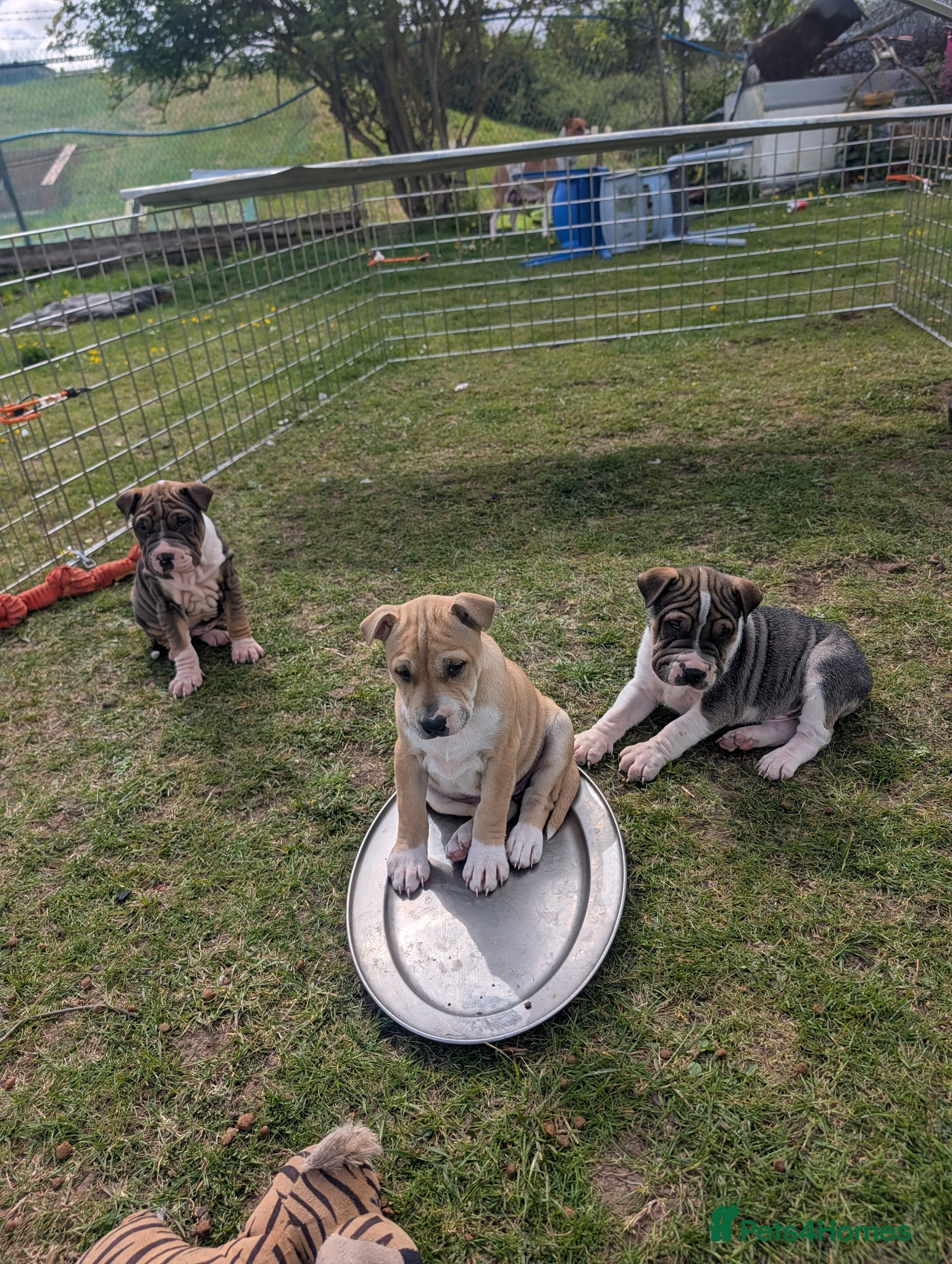 Mixed Breed dogs for adoption: 6 beautiful cuddly mixed breed puppys available  - Advert 1