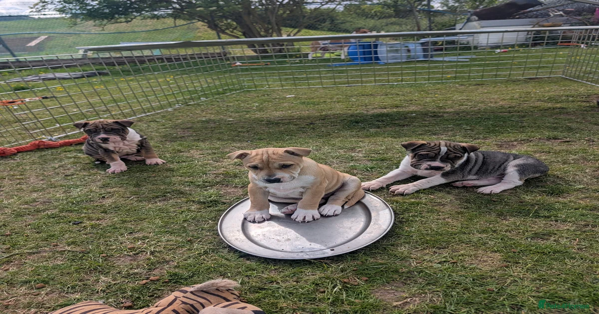 Rescue Dogs for adoption | Pets4Homes