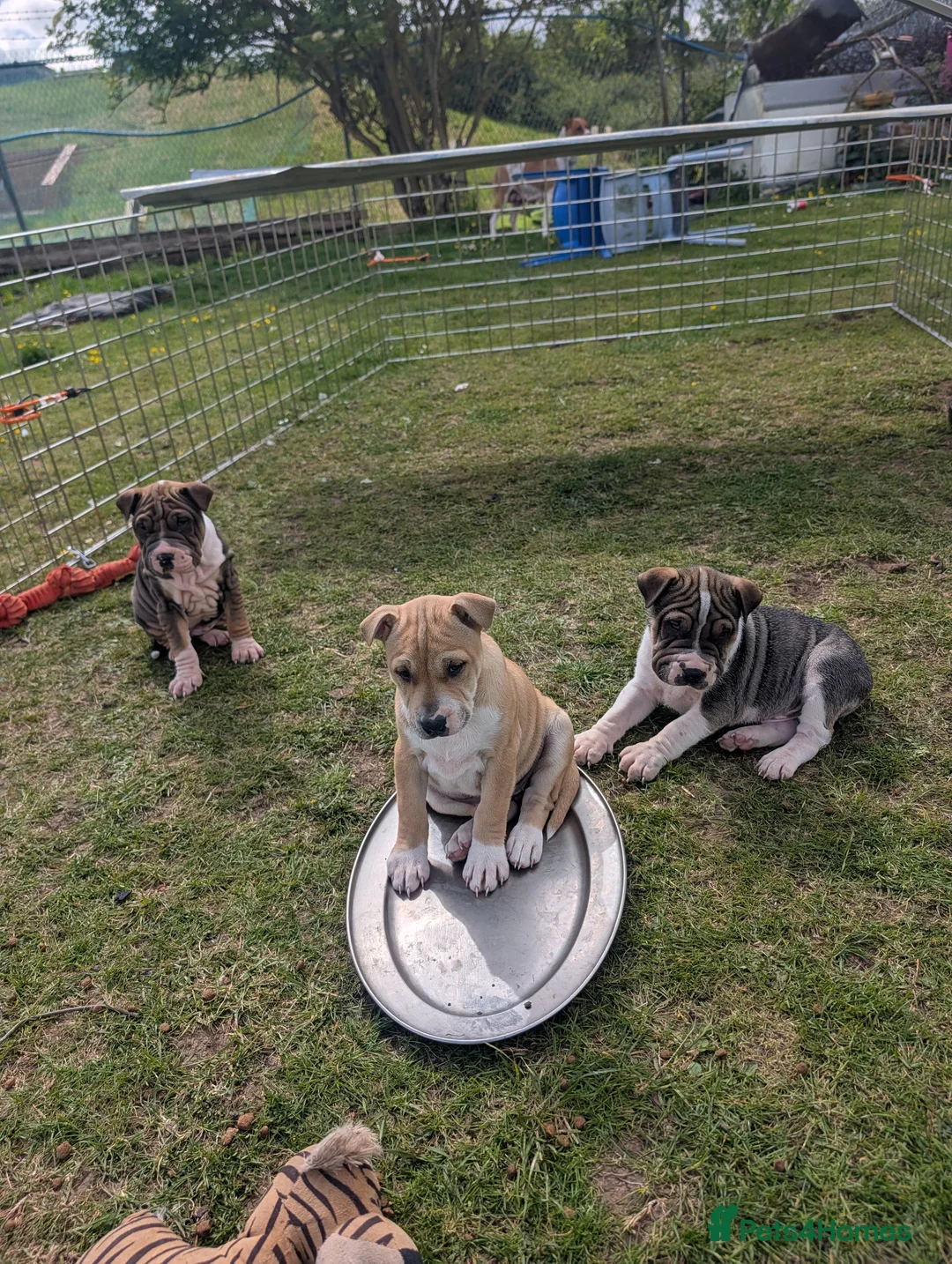 Mixed Breed dogs for adoption: 6 beautiful cuddly mixed breed puppys available  in Rochester - Advert 1