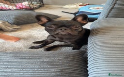 French Bulldog dogs for sale: Luna the Frenchie *FREE* - Image 4