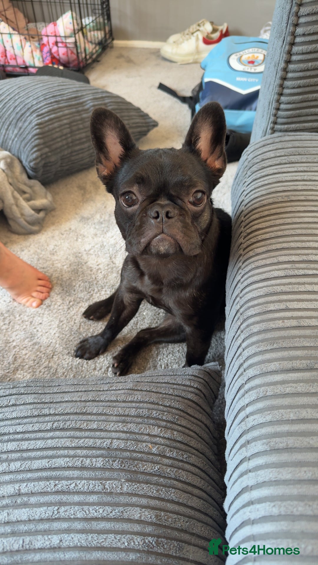 French Bulldog dogs for sale: Luna the Frenchie *FREE* - Image 4