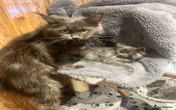 Maine Coon cats for sale: STUNNING MAINE COON KITTENS BLUE SMOKE (tica reg ) - Image 19