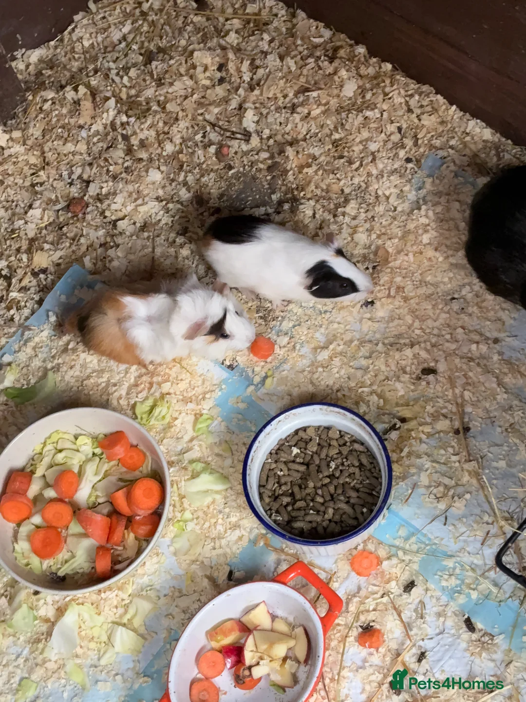 Guinea Pig rodents for sale: Male and Female Guinea pigs   For Sale - Advert 6
