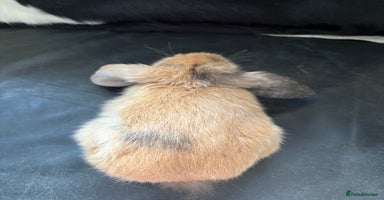 English Lop rabbits - Advert 11