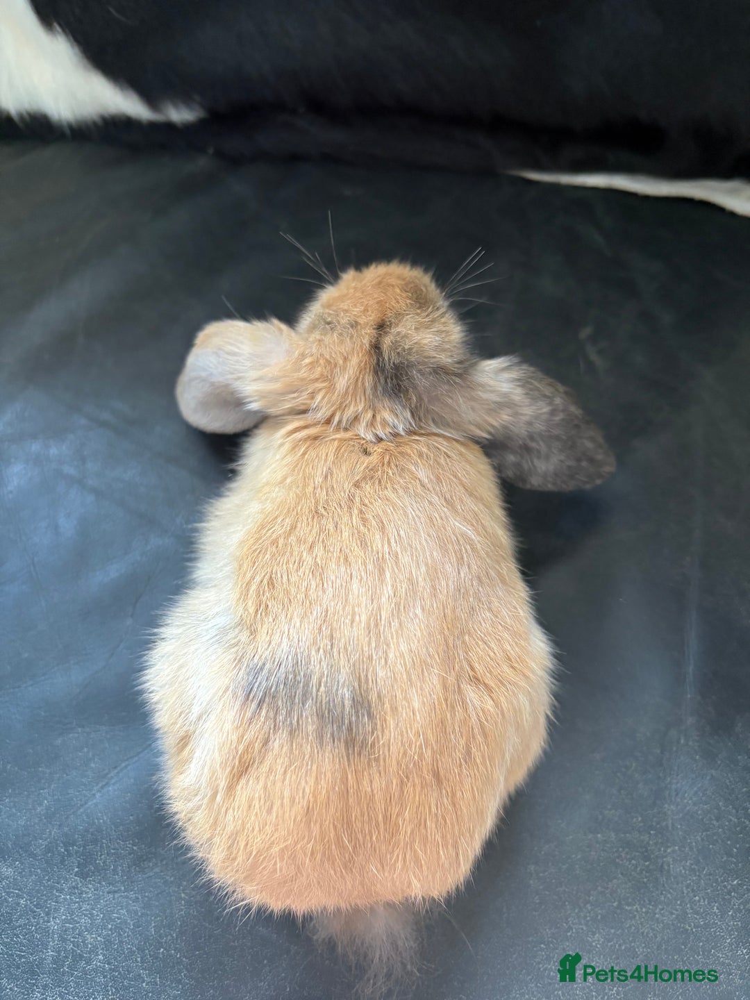 English Lop rabbits for sale: English lop rabbits  - Image 3