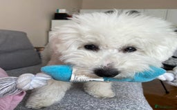 Bichon Frise dogs for sale: Bichon Frise Boy Need A New Home - Image 4