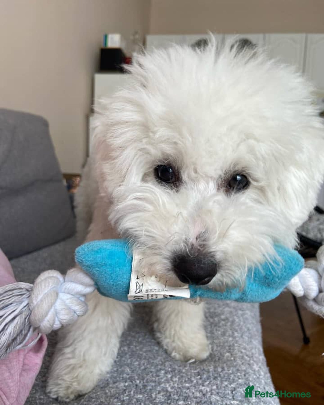 Bichon Frise dogs for sale: Bichon Frise Boy Need A New Home - Image 4