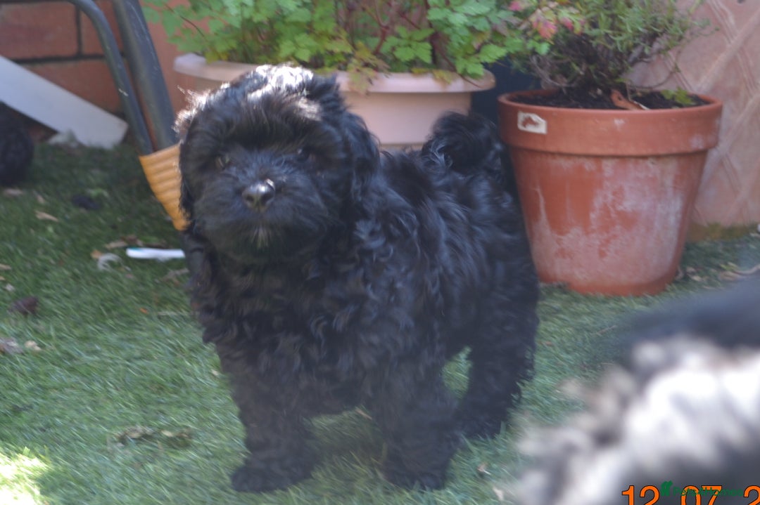 Shihpoo dogs for sale: rare black shipoos - Image 13