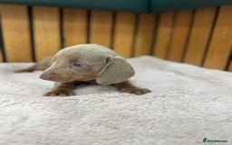 Miniature Dachshund dogs for sale: PRA clear. Isabella tan female (singleton) - Image 2