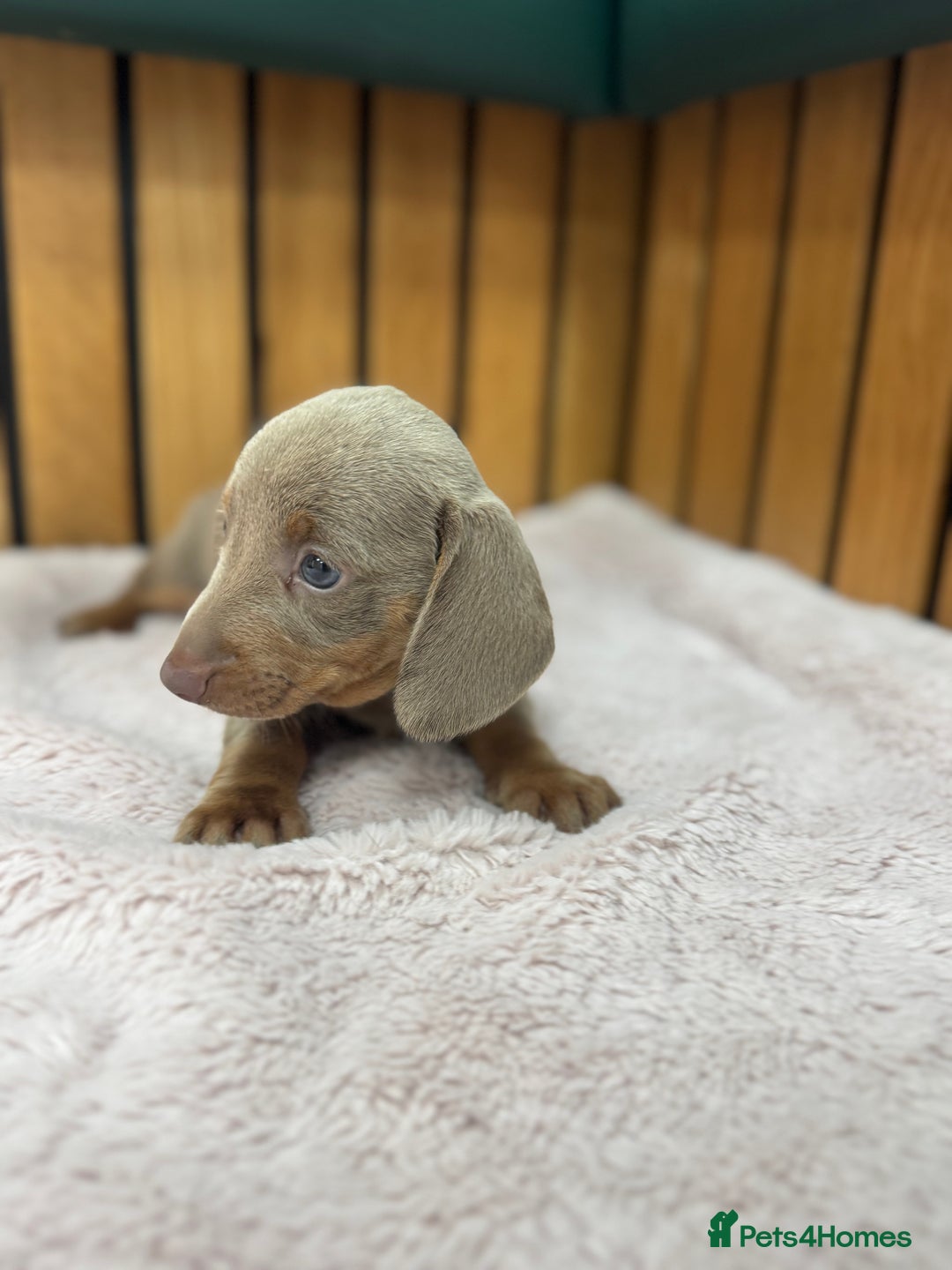Miniature Dachshund dogs for sale: PRA clear. Isabella tan female (singleton) - Image 2