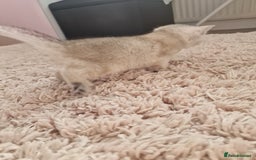 British Shorthair cats for sale: BSH 4 kittens ready for reservation  - Image 13