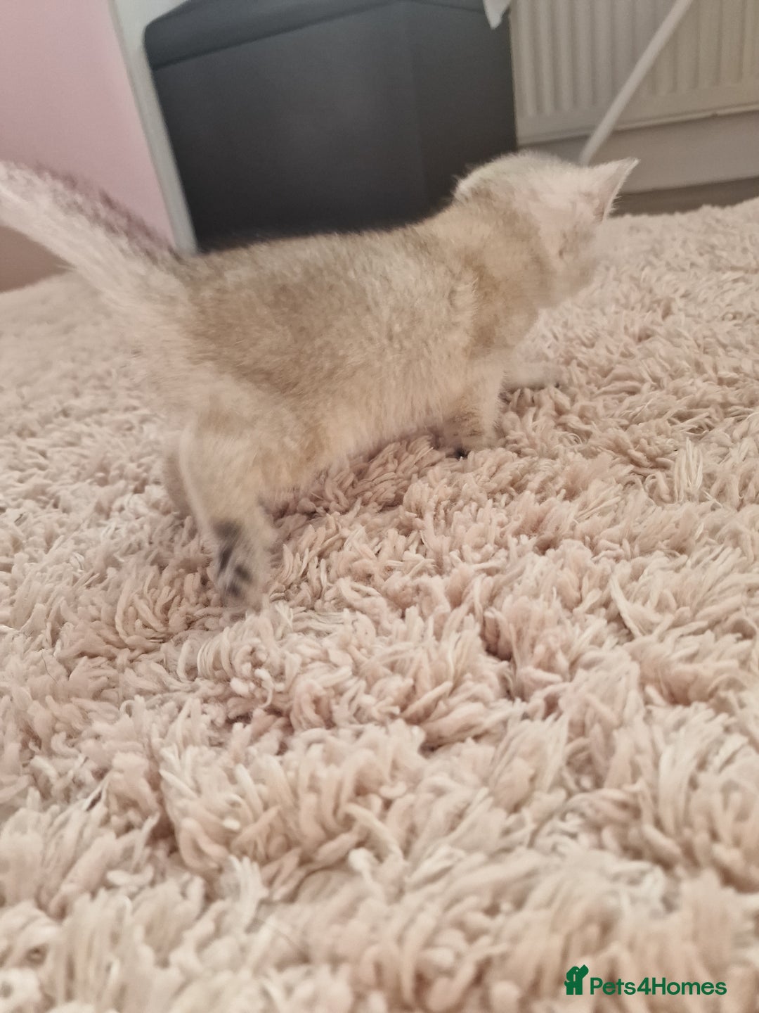 British Shorthair cats for sale: BSH 4 kittens ready for reservation  - Image 13