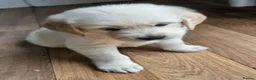 Golden Retriever dogs for sale: Cream and golden retriever puppies in Bristol - Advert 21