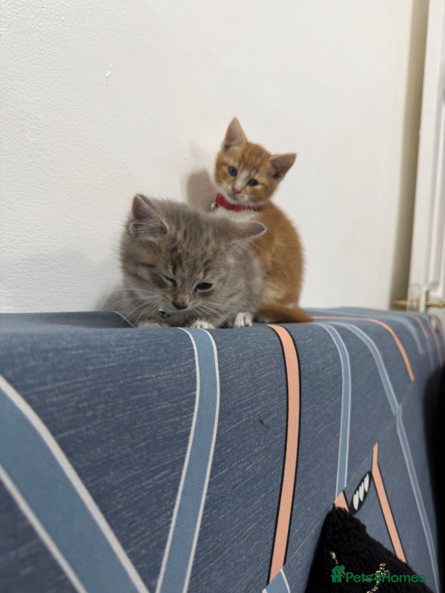 Mixed Breed cats RAGDOLL X BRITISH LONGHAIR KITTENS *AVAILABLE* - Advert 17